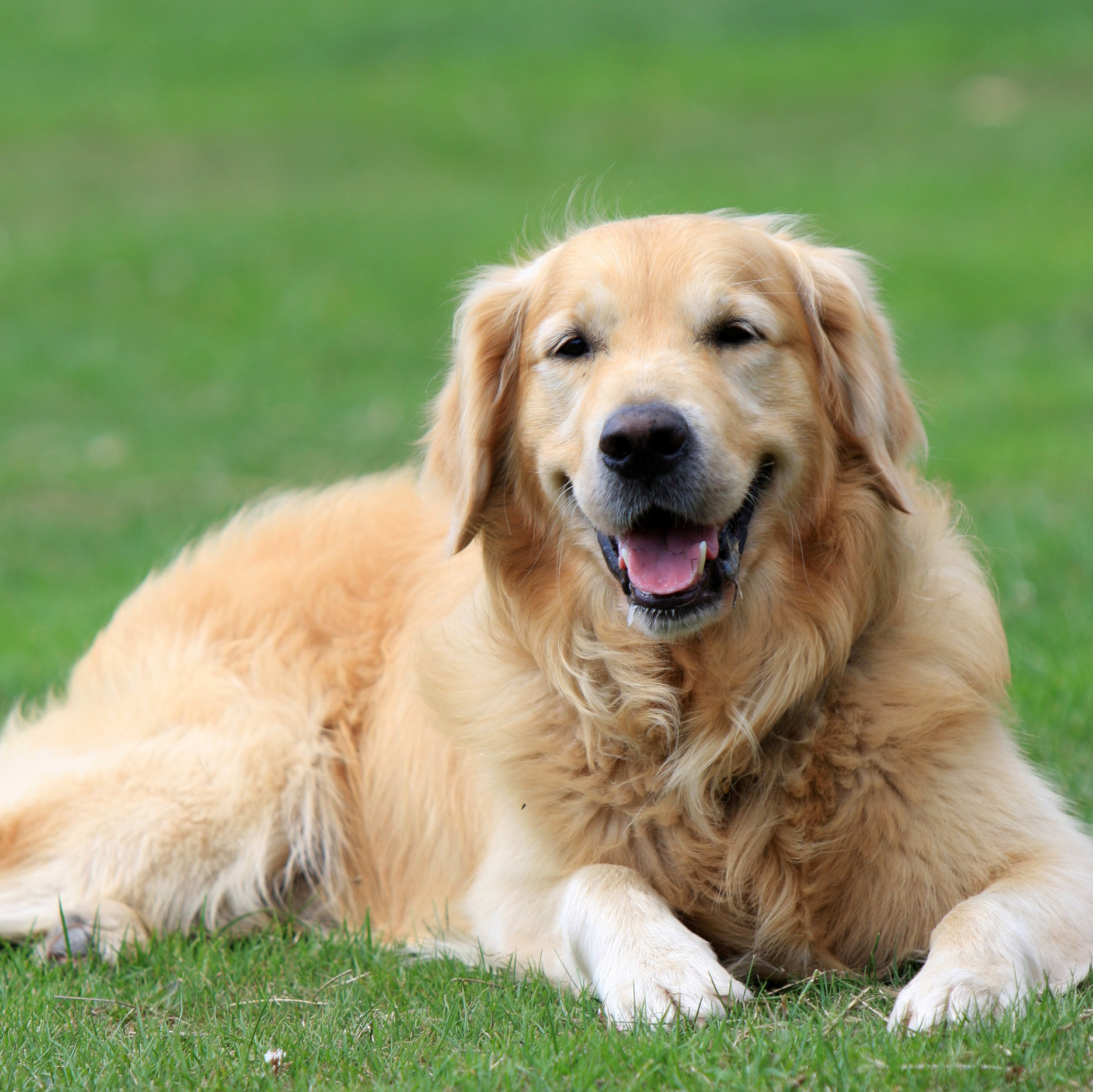 Golden retriever laying in the grass